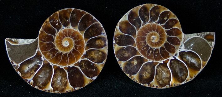 Small Desmoceras Ammonite Pair - #12598